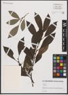 Foto von Salix L.